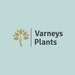 Claire varney