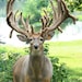 Big Buck Organics