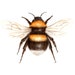 Natural Art Guides