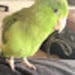 Buyer Avatar