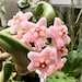 PlantAddictionStore