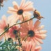 DaiseOVintage