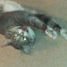 Buyer Avatar