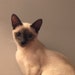 Siamese7Shop