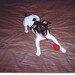 Buyer Avatar