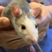 RatatatToys