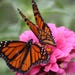 Imperfectbutterflies