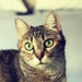 Buyer Avatar