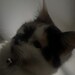 Buyer Avatar