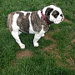 Buyer Avatar