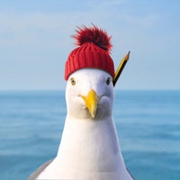 SketchySeagull