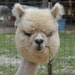 Awesome AlPaca avatar