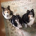 ThreeSheltiesandacat