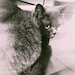ULoveCats