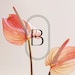 BlissBoothCo