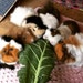 Small Pets Fleece Co.