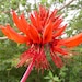 ThePlantAttraction