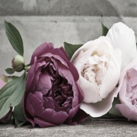 AVintagePeony