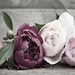 A Vintage Peony