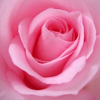 RoseforU