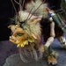 Squeaking Tribe