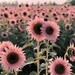 plantssnthingss