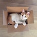 Buyer Avatar