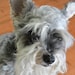 Buyer Avatar