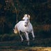 TheModernRider