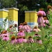 HoneybeeHillCoLLC
