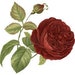 Buyer Avatar