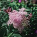 RegencyandThyme