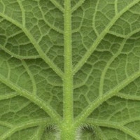 organicjewelry