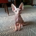 Buyer Avatar