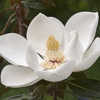 MagnoliaMenageries07