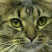Buyer Avatar