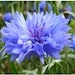 TrueNorthWildflower