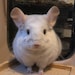 Buyer Avatar