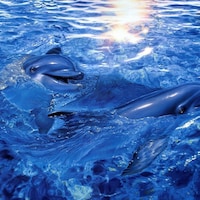 LarimarBlueDolphins