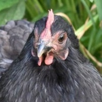 MelodysRoost