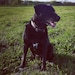 Jessie