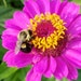 BumbleBeeVintageShop