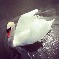 InPursuitofPretty