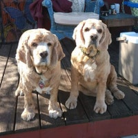 k9knitknots