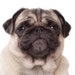 Paul The Pug