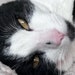Buyer Avatar