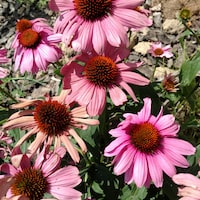 Tonishomedecorandmor