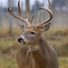 Tegan Deer