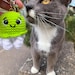 Kitty