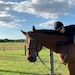 SouthHorse